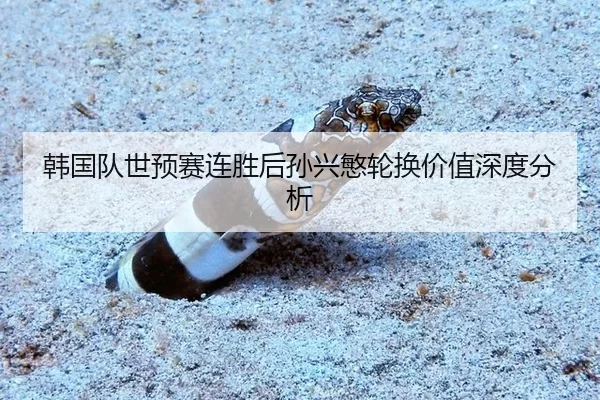 韩国队世预赛连胜后孙兴慜轮换价值深度分析